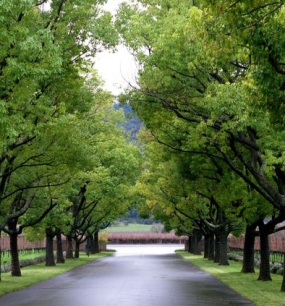 BẢNG GIÁ CÂY XANH CHO CÁC CÔNG TRÌNH NHÀ Ở TẠI DAKLAK