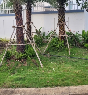 Siêu Thị Cây Xanh Buôn Ma Thuột – Toàn Thắng: Uy Tín – Đa Dạng – Giá Tốt