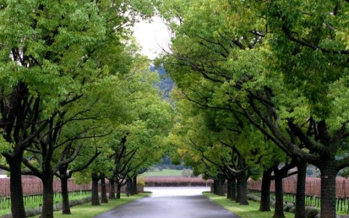 BẢNG GIÁ CÂY XANH CHO CÁC CÔNG TRÌNH NHÀ Ở TẠI DAKLAK