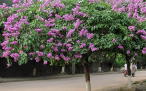 Kỹ thuật trồng cây Bằng Lăng