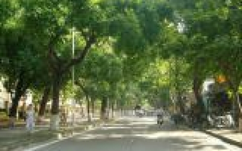 Hướng dẫn cách chăm sóc cây xanh cơ bản