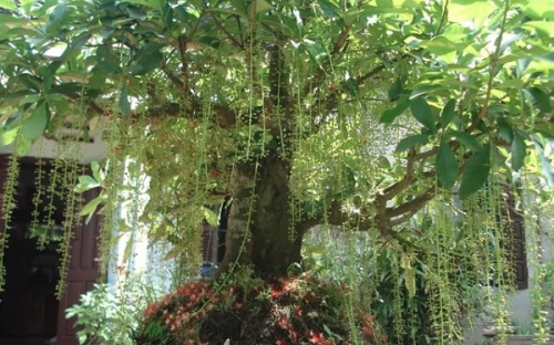 Kỹ Thuật Trồng, Chăm Sóc Cây Lộc Vừng Làm Cảnh