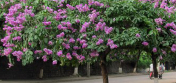 Kỹ thuật trồng cây Bằng Lăng