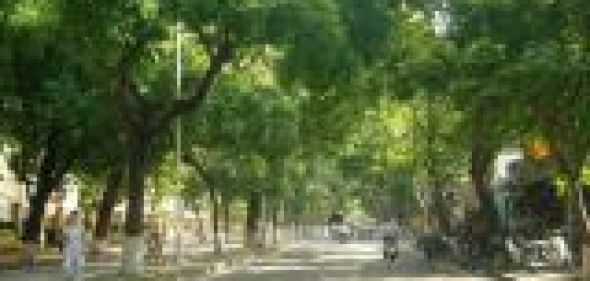 Hướng dẫn cách chăm sóc cây xanh cơ bản