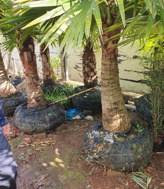 Cây bóng mát công trình 4