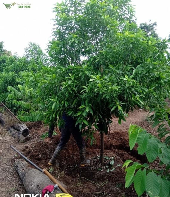 Vú sữa Hoàng kim