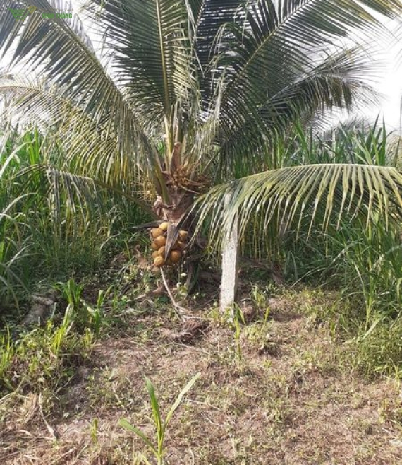 Dừa siêu lùn - siêu trái 