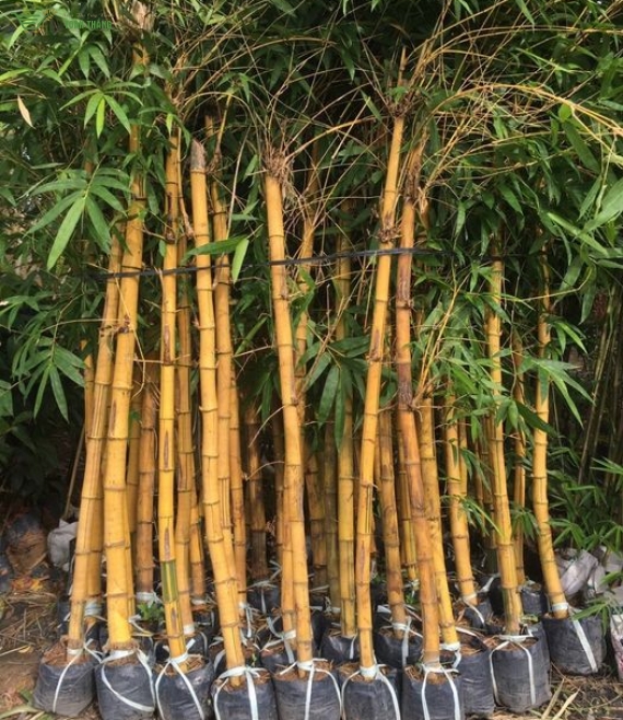 Cây bóng mát công trình 3