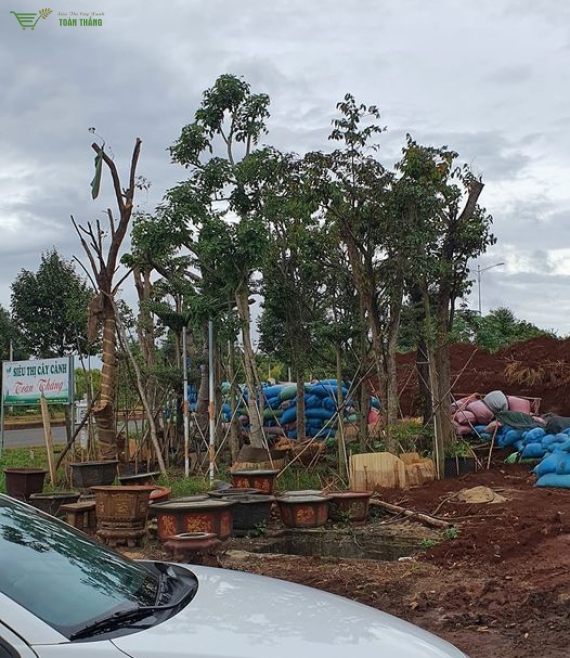 Cây bóng mát công trình 1