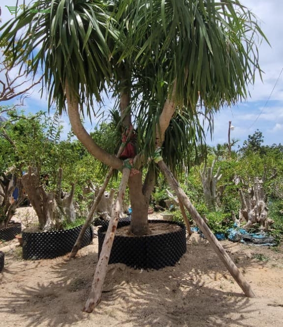 Cây bóng mát công trình 2