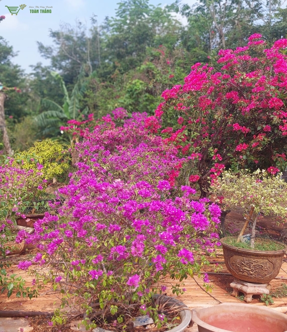 Hoa giấy đẹp số lượng lớn ở bmt