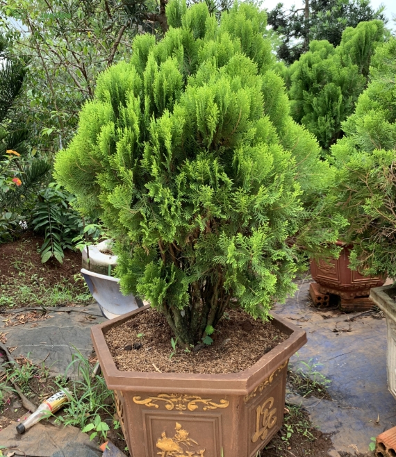 Cây Trắc Bách Diệp 