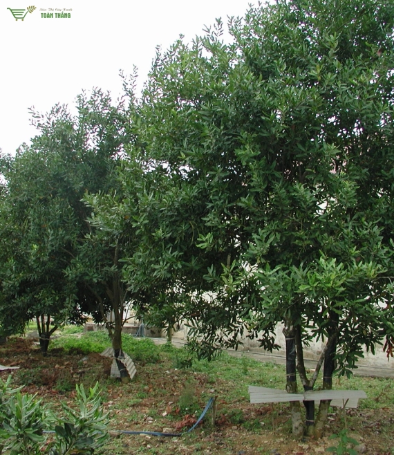  Vườn cung cấp Cây macca