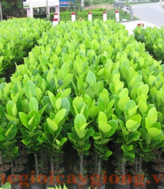 Giống mít số lượng lớn ở bmt