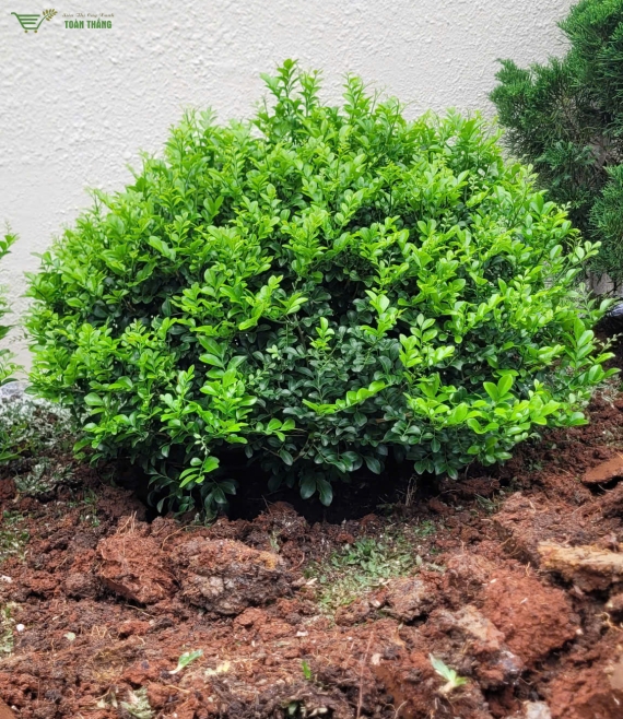 Cung cấp cây xanh-cây công trình uy tín