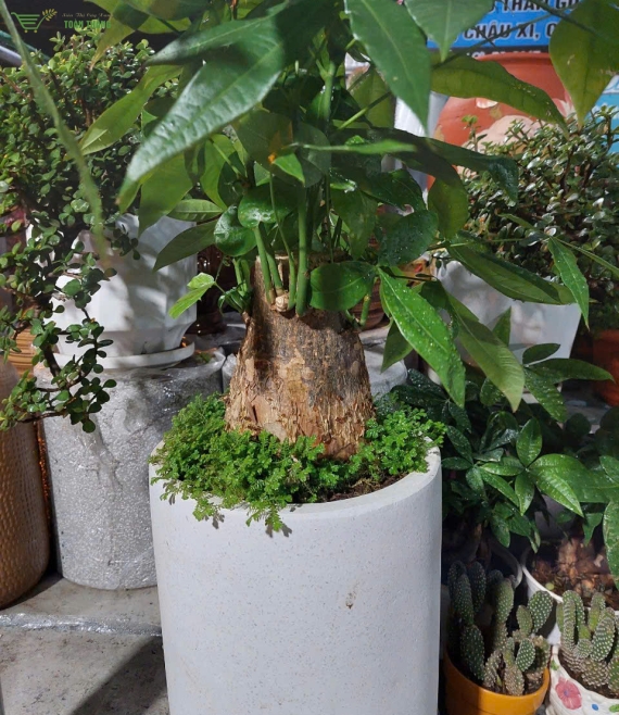 Cây cảnh đẹp ở buôn ma thuật