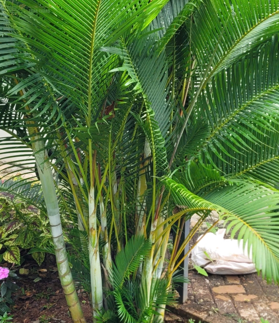 Địa chỉ bán cây xanh uy tín tại bmt