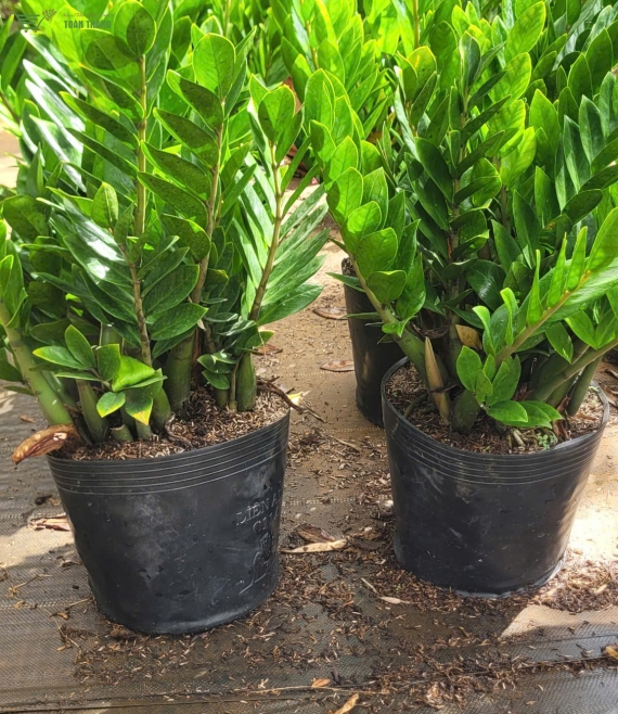 Cây xanh để trang trí