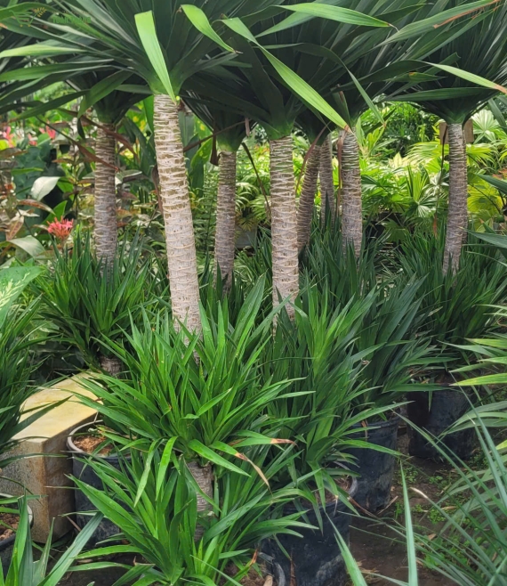 Cửa hàng bán cây xanh uy tín bmt