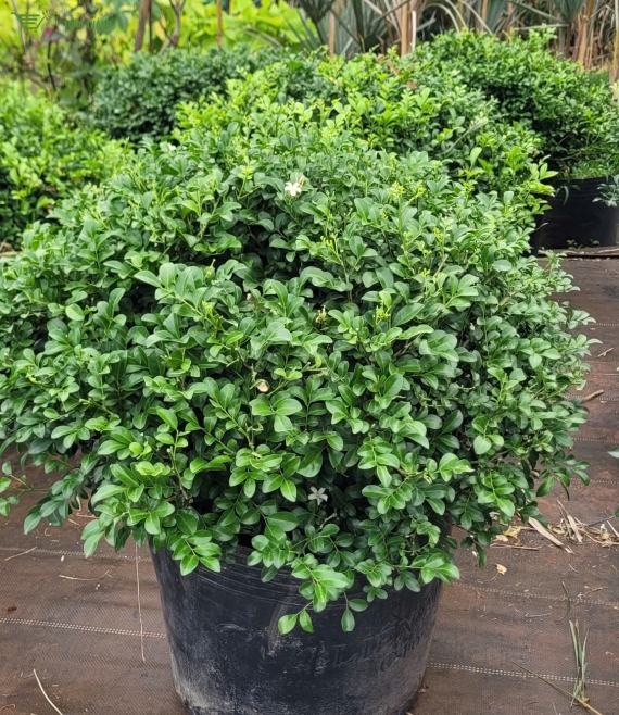 Cây xanh để trang trí ở bmt