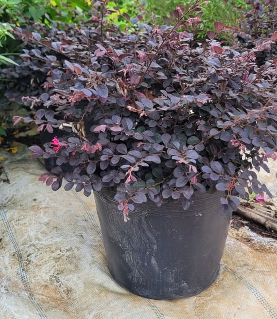 Vườn cây cảnh uy tín ở bmt