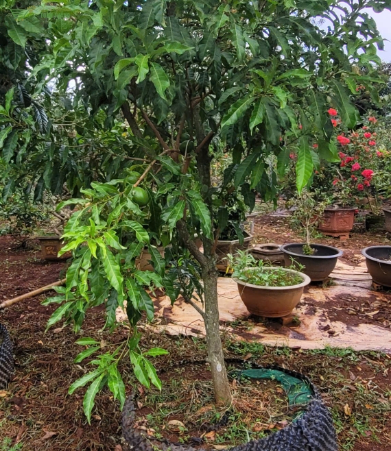 Vườn cây cảnh uy tín ở bmt -giao tận nơi