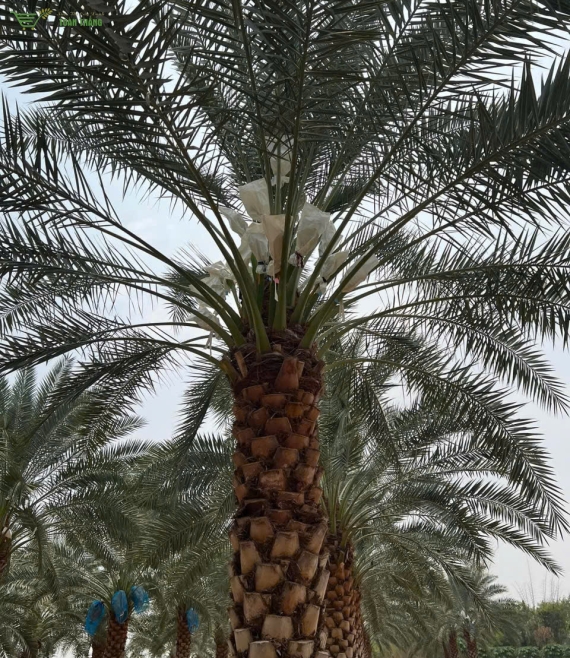 Cây công trinh cao cấp bmt