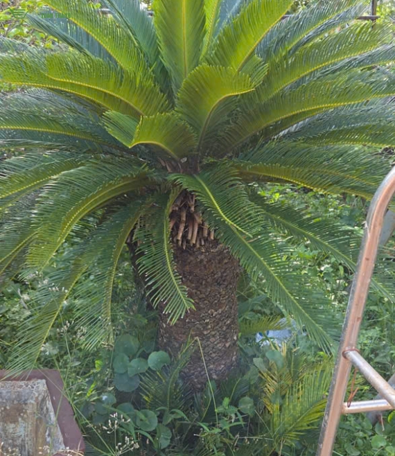 Cây xanh công trình ở bmt