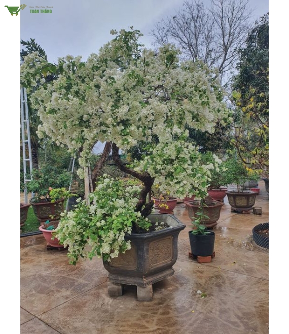 Hoa giấy trắng