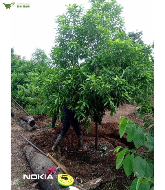 Vú sữa Hoàng kim