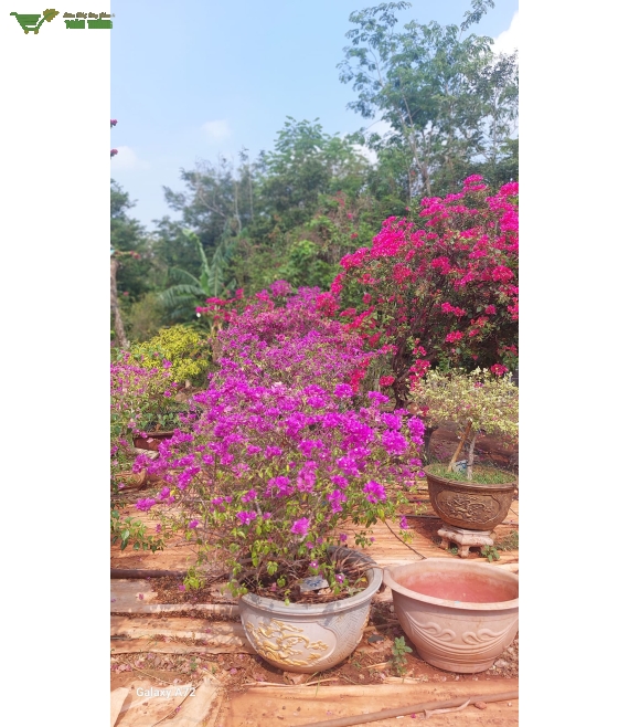 Hoa giấy đẹp số lượng lớn ở bmt