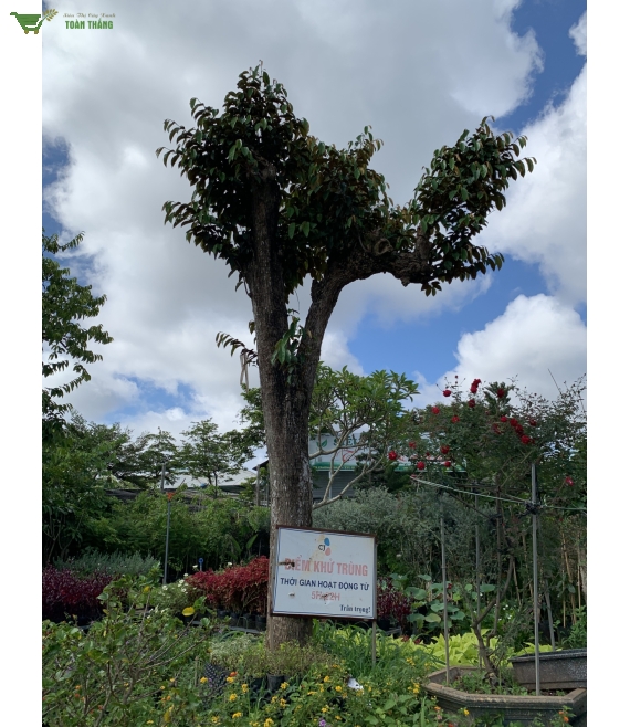 Cây vú sữa