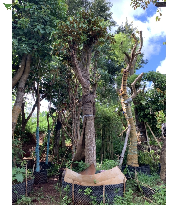 Cây vú sữa
