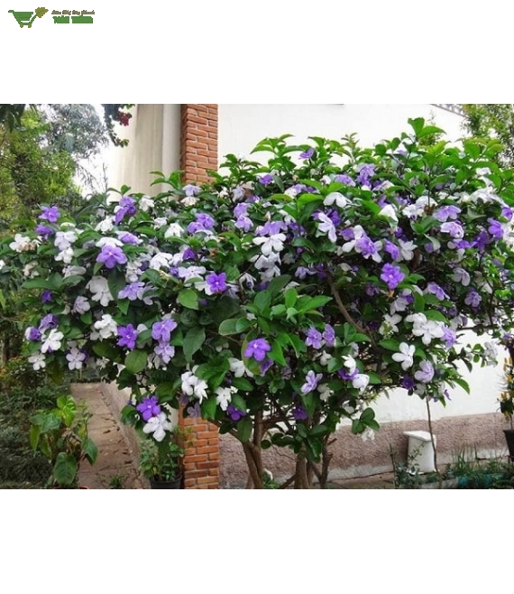 Hoa lài nhật