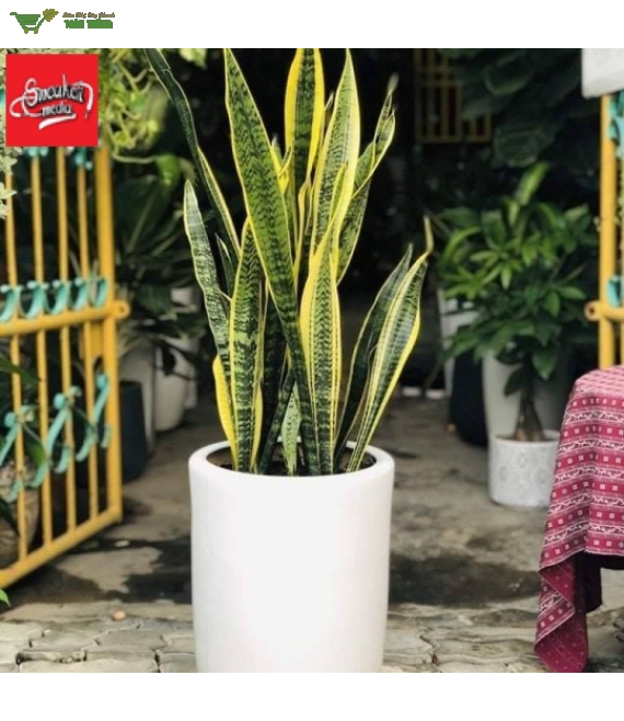 Cây Lưỡi Hổ 