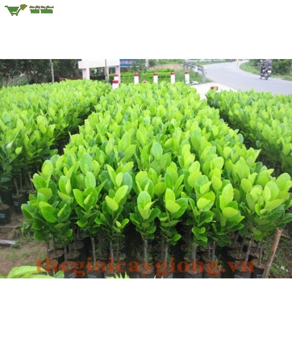 Giống mít số lượng lớn ở bmt
