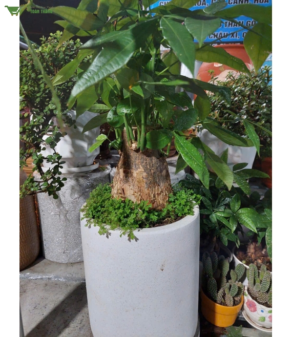 Cây cảnh đẹp ở buôn ma thuật