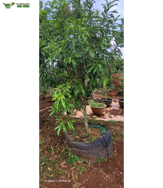 Vườn cây cảnh uy tín ở bmt -giao tận nơi