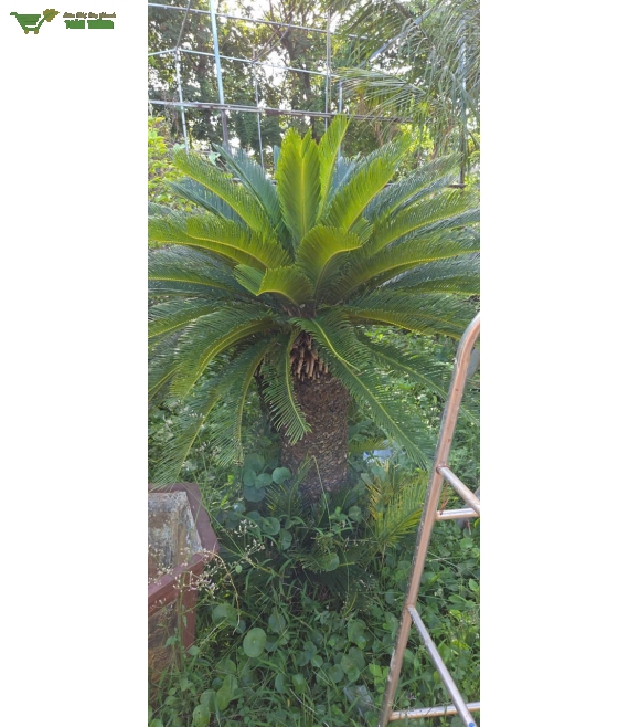 Cây xanh công trình ở bmt